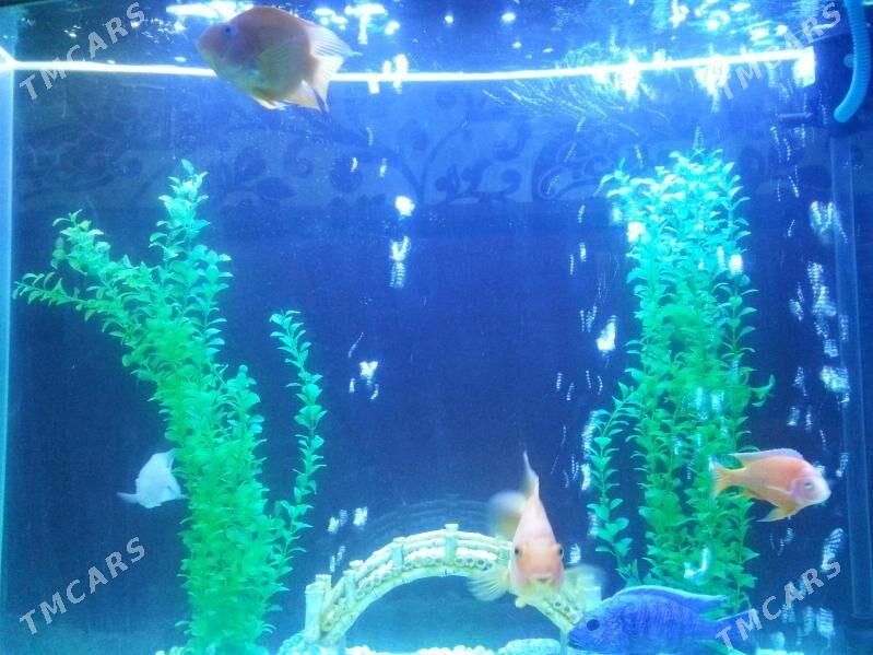 Akwarium 300 litr zawodskoy - Aşgabat - img 2