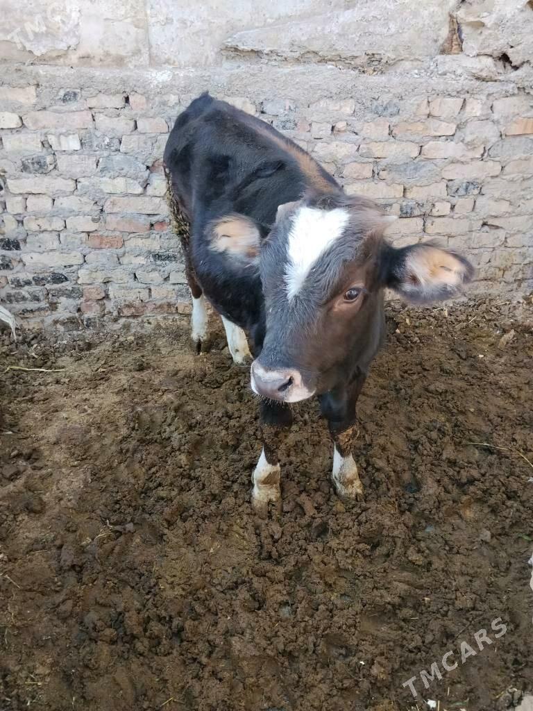 Öküzçe - Бахарден - img 1