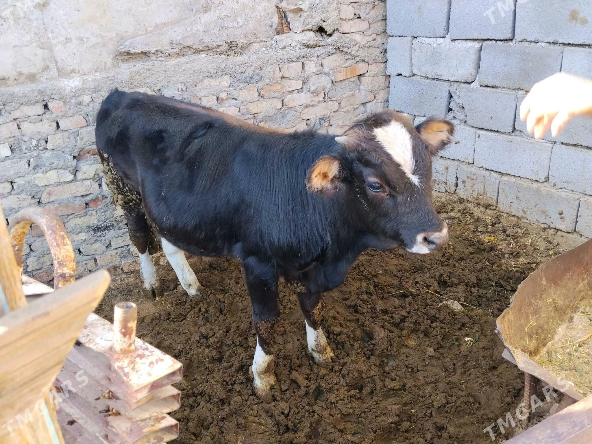 Öküzçe - Бахарден - img 2