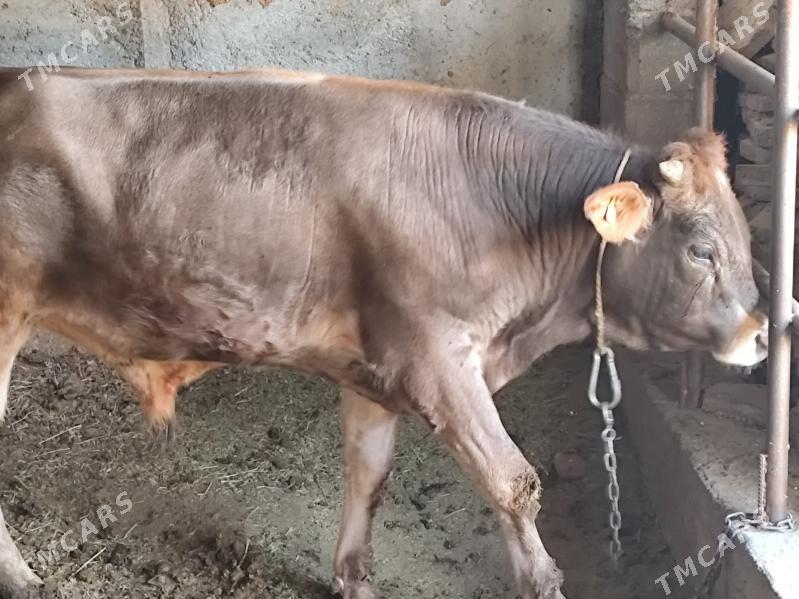 öküz - Gökdepe - img 2