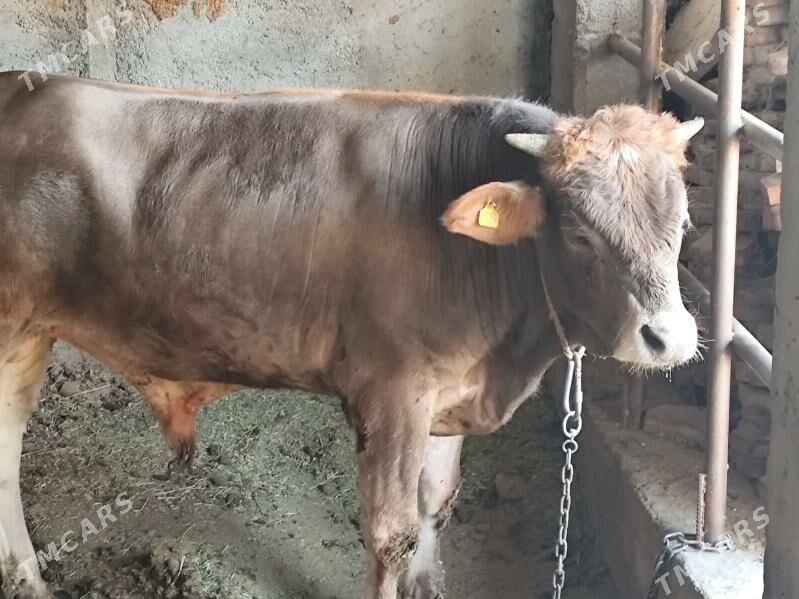 öküz - Gökdepe - img 3