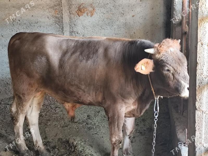 öküz - Gökdepe - img 1