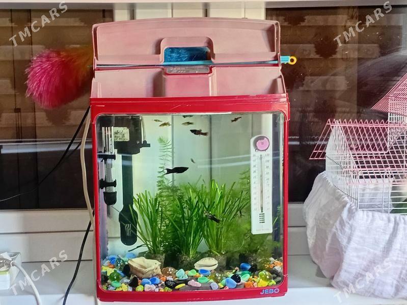 Akwarium - Мир 1 - img 6