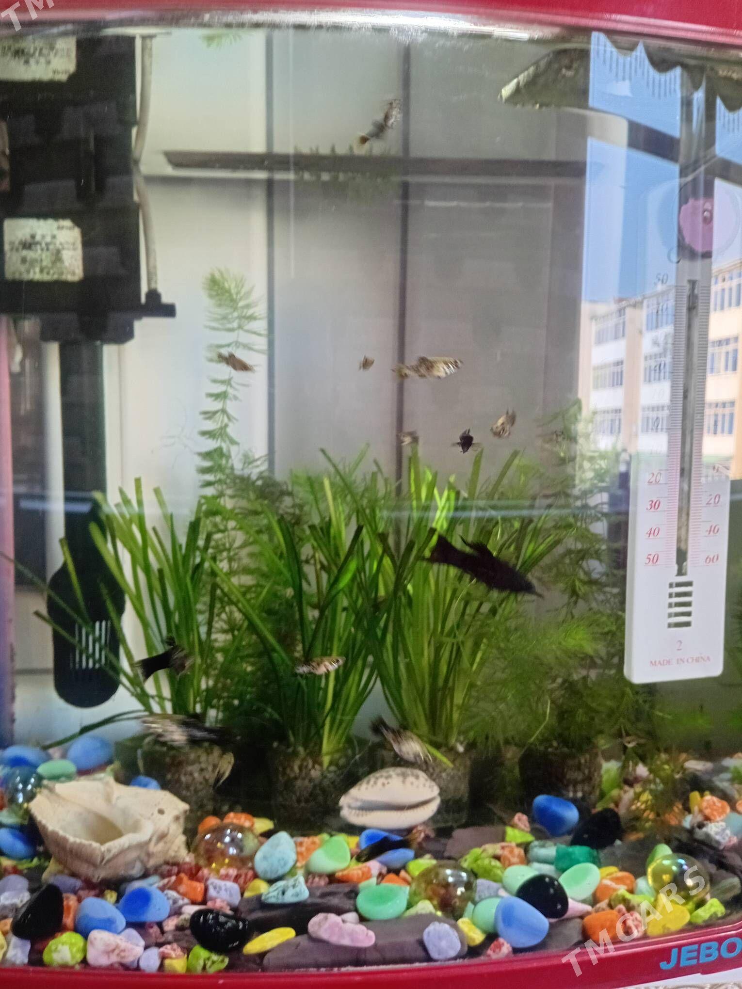 Akwarium - Мир 1 - img 8