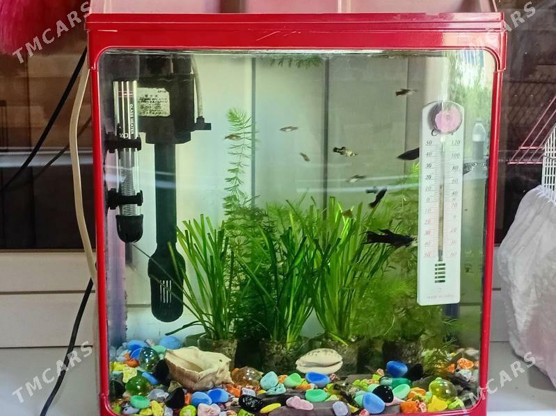 Akwarium - Мир 1 - img 7