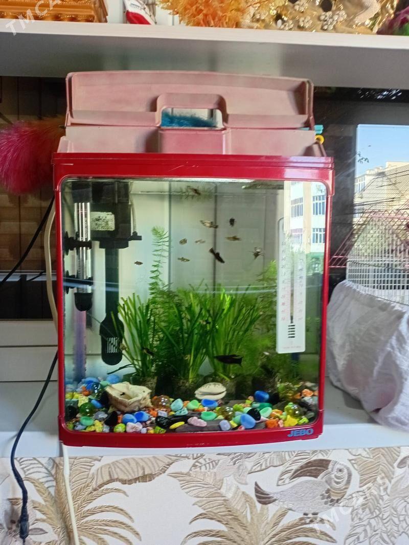 Akwarium - Мир 1 - img 5