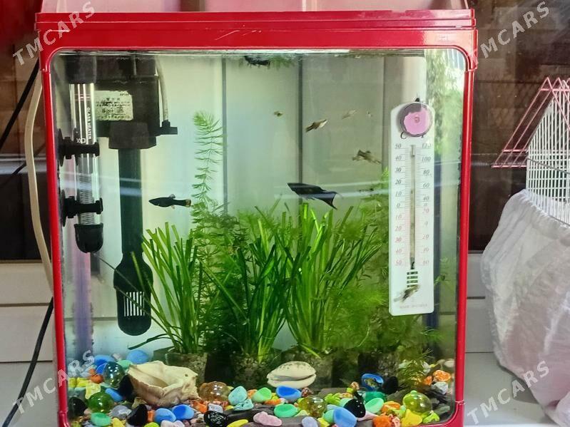 Akwarium - Мир 1 - img 4