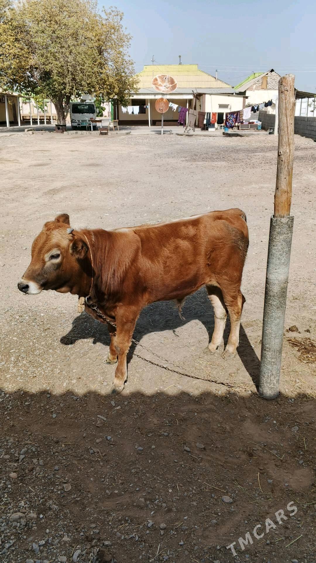 okuz - Ашхабад - img 2