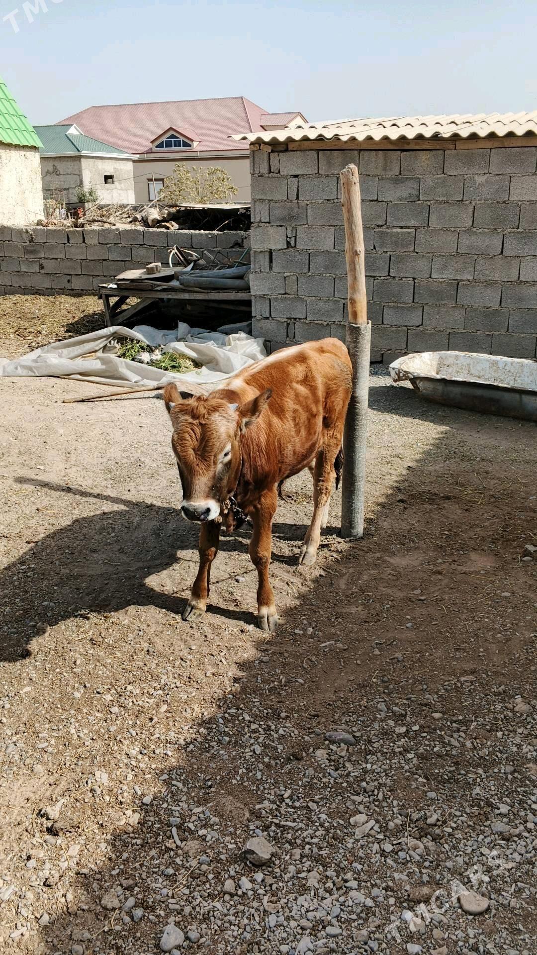 okuz - Ашхабад - img 1