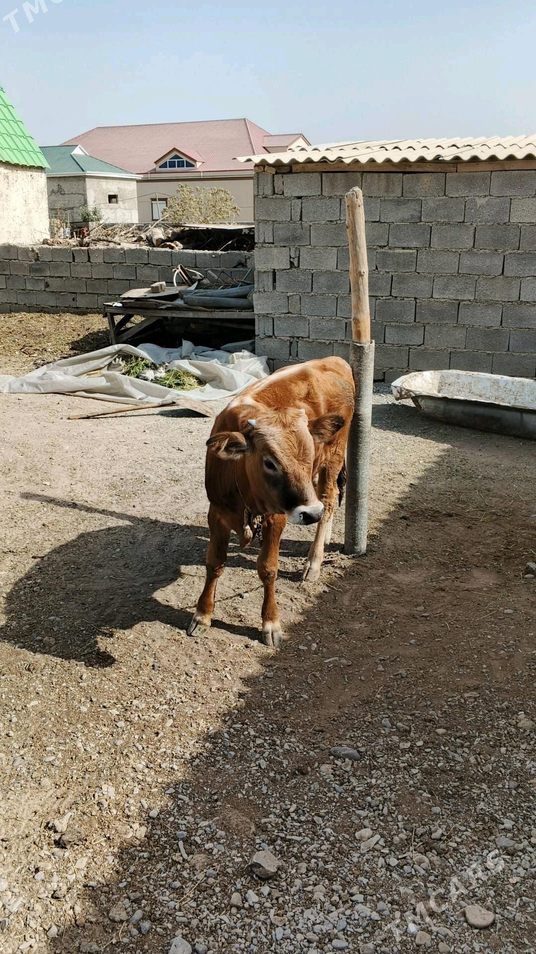 okuz - Ашхабад - img 3