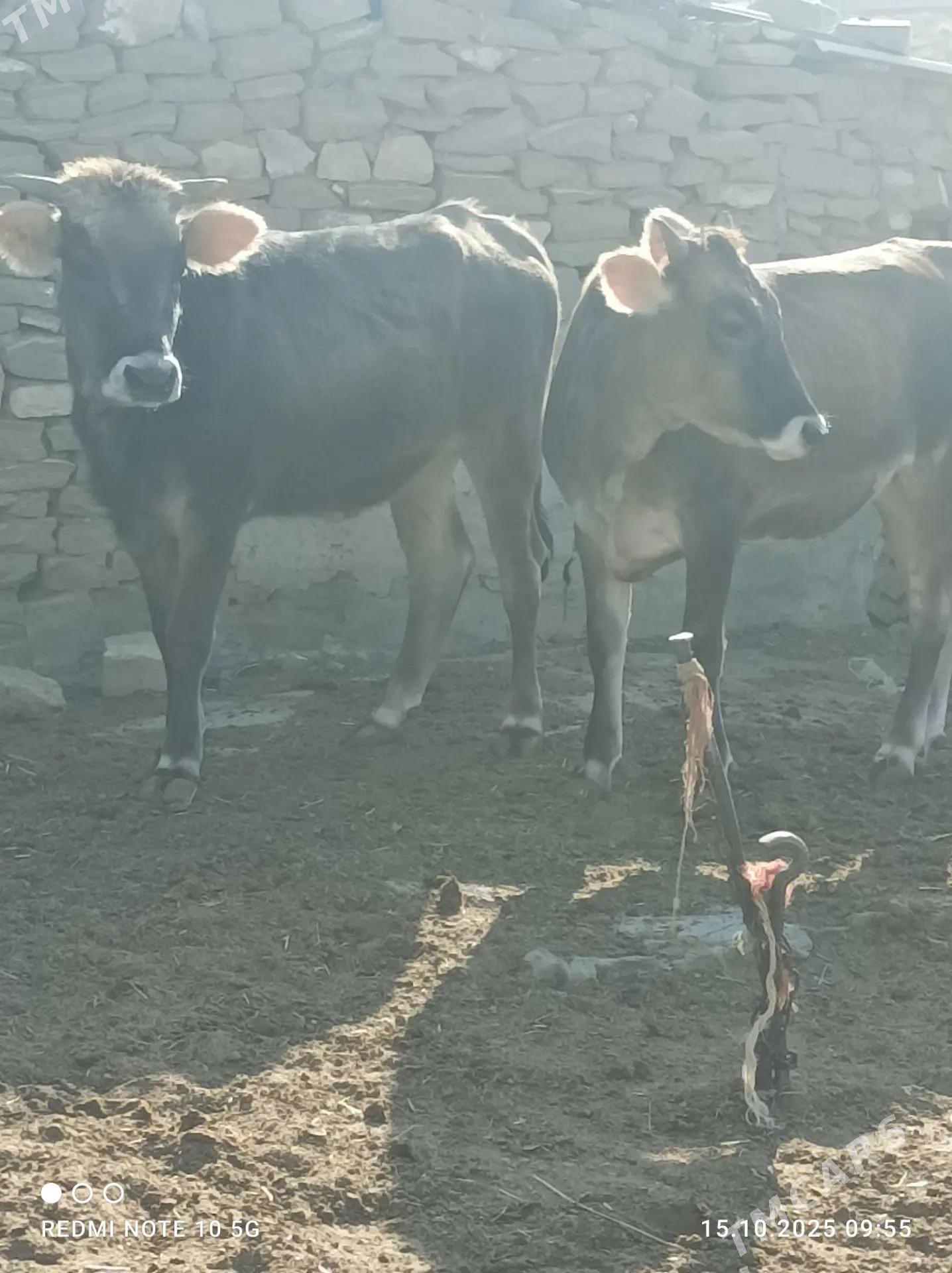 tuwe - Gyzylarbat - img 4