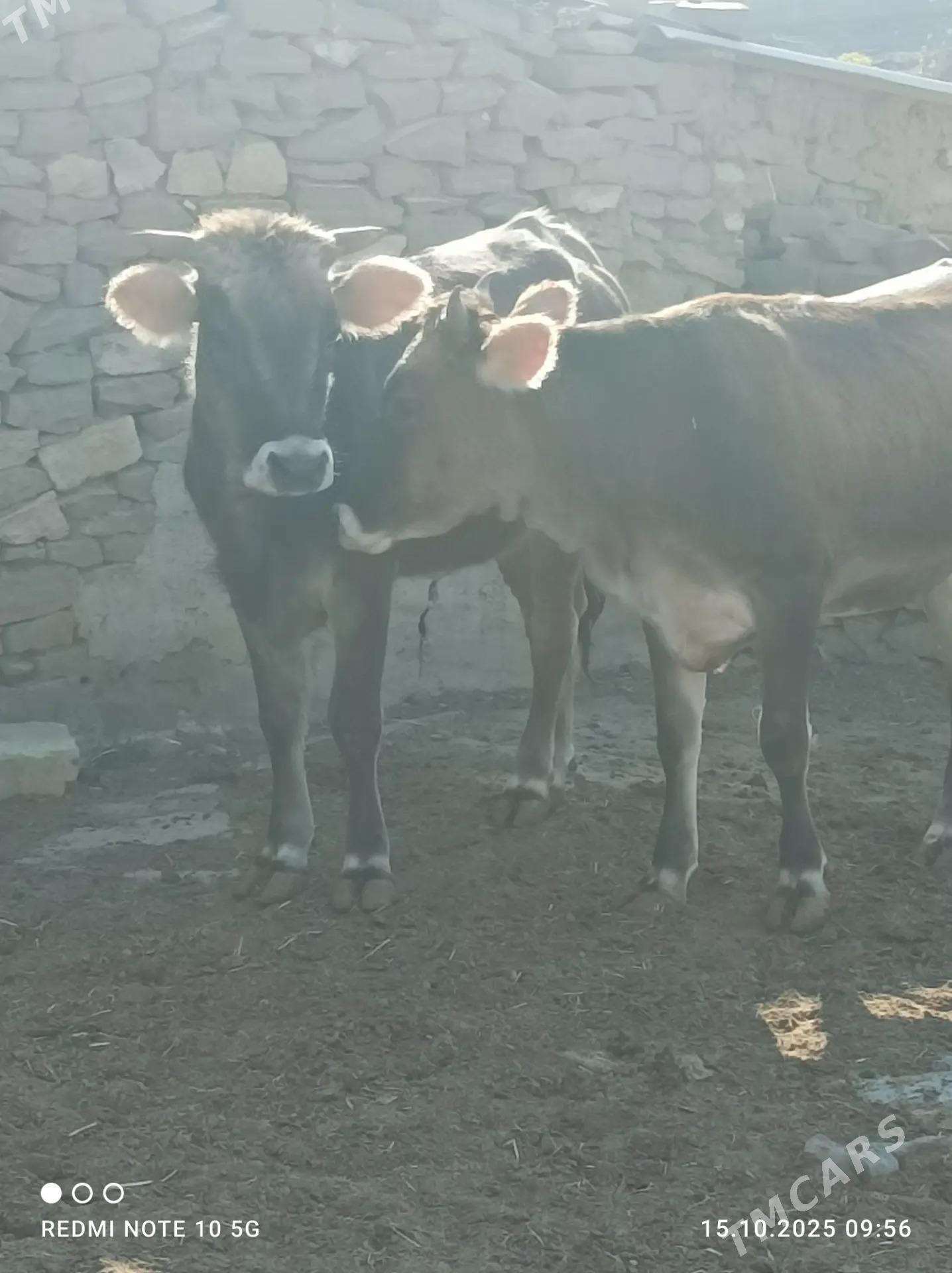 tuwe - Gyzylarbat - img 3