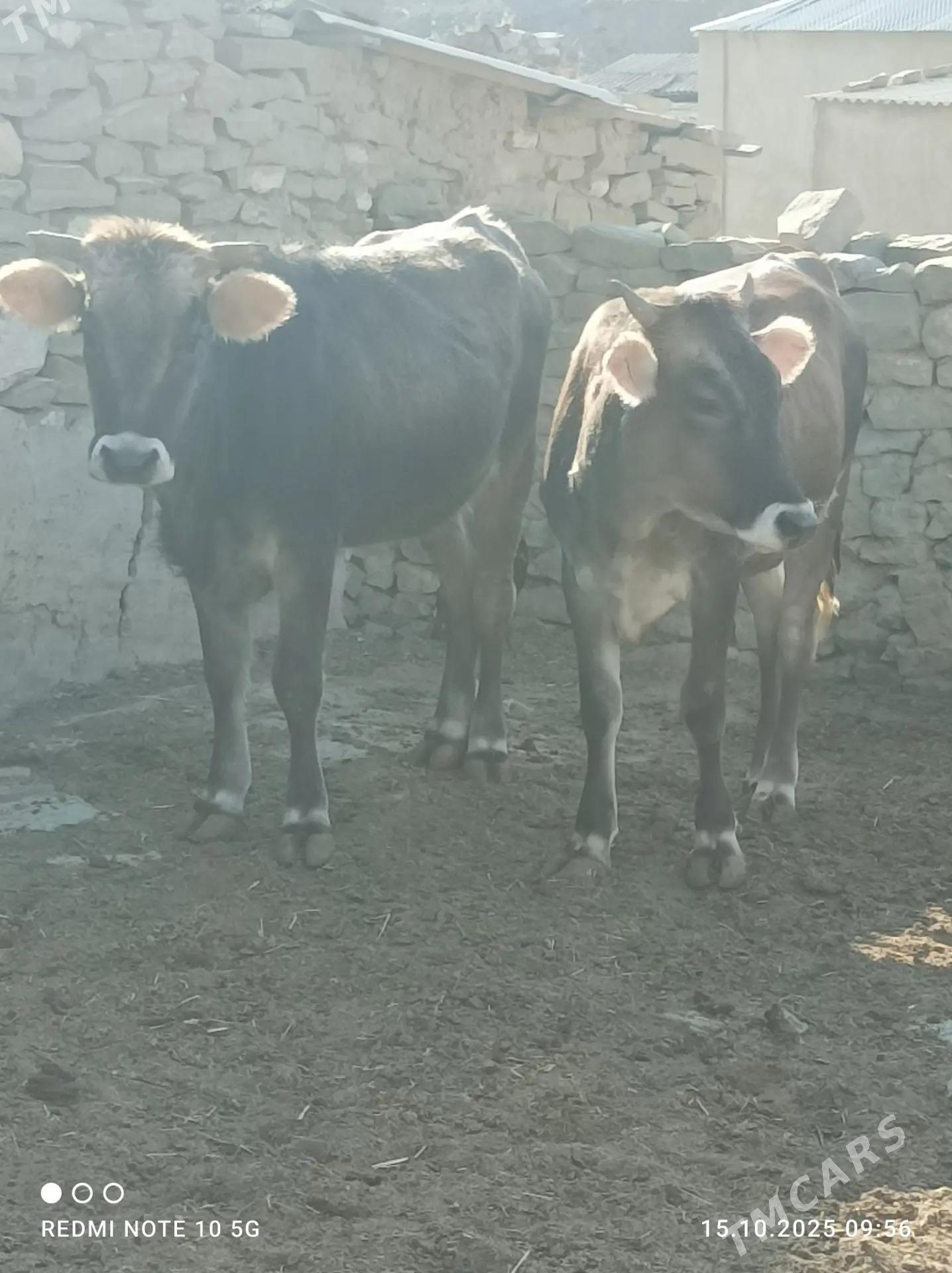 tuwe - Gyzylarbat - img 2