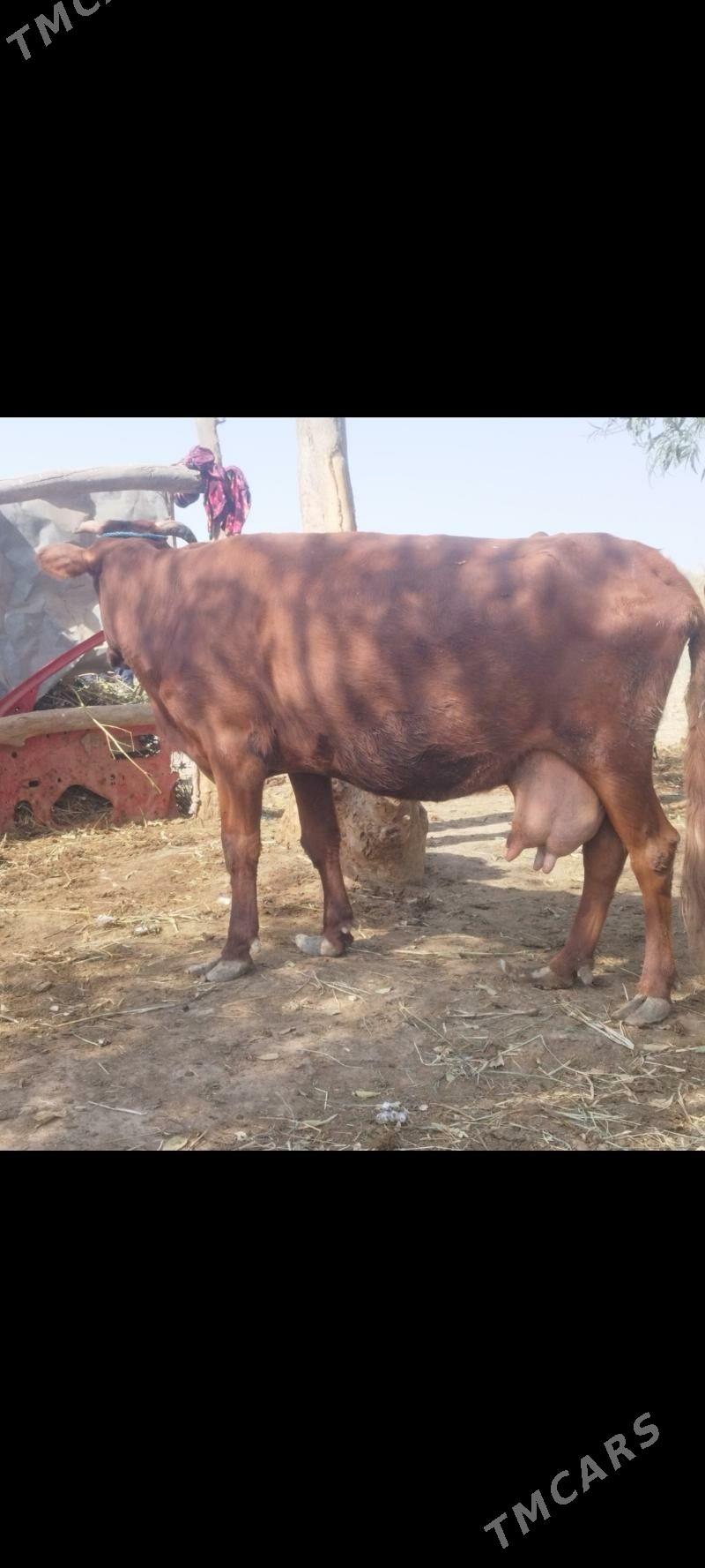 goleli sygyr - Чарджоу - img 2