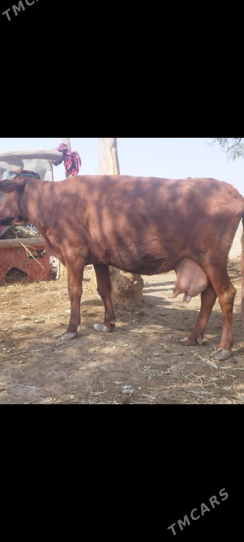 goleli sygyr - Чарджоу - img 1