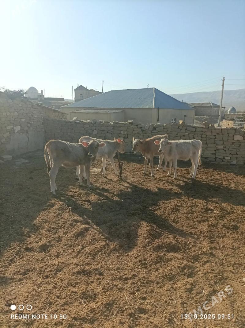 göle - Гызыларбат - img 4