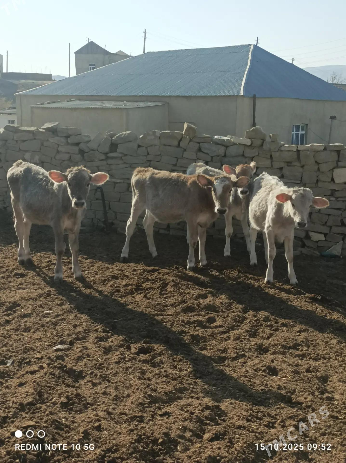 göle - Гызыларбат - img 2