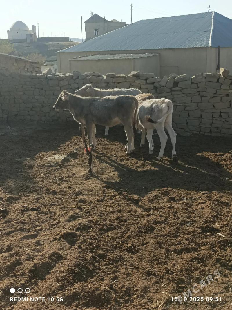 göle - Гызыларбат - img 3