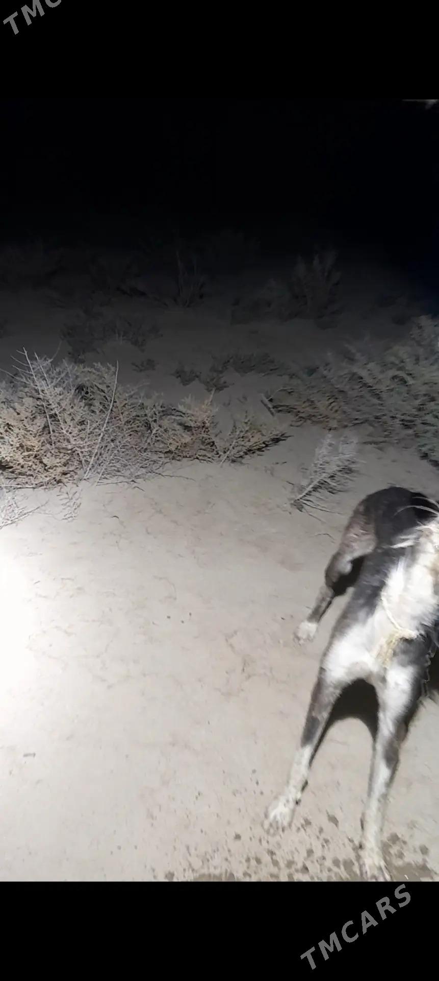 Tazy - Esenguly - img 3