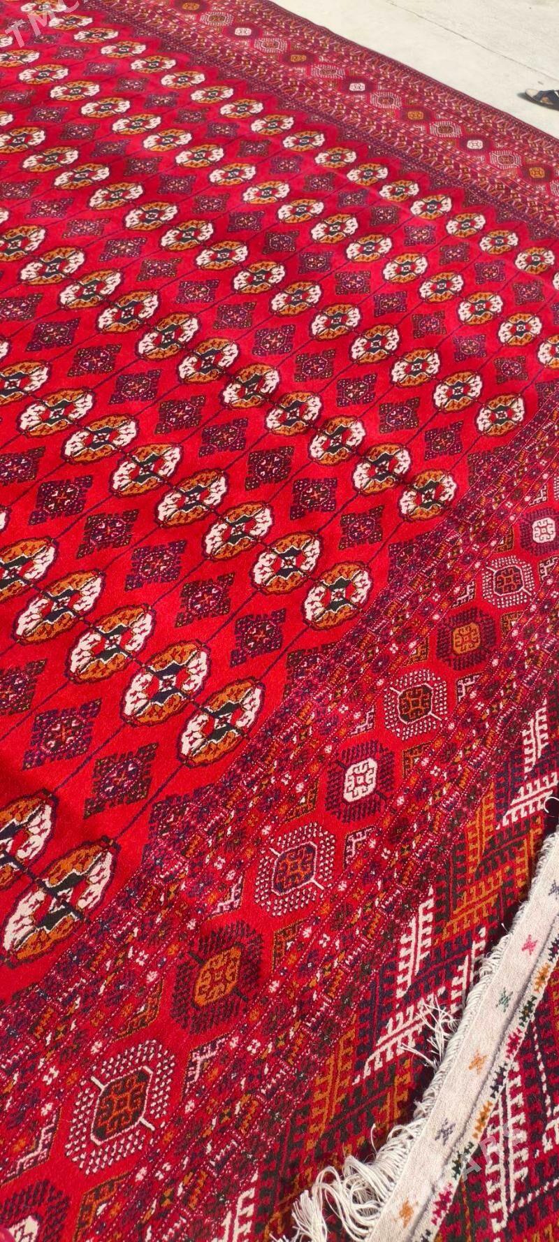 el haly 4/5 - Bäherden - img 3