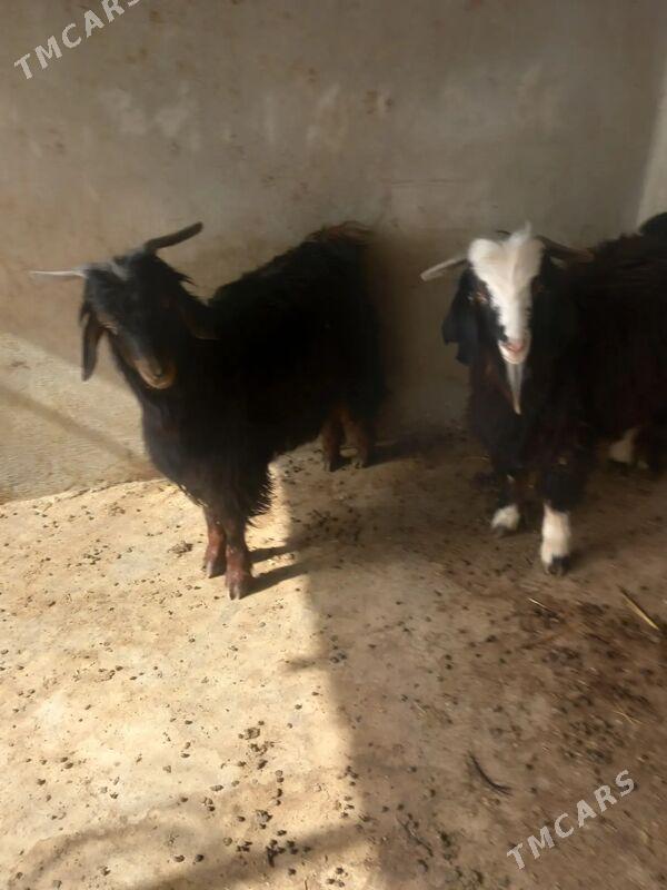 geci - Bagyr - img 1