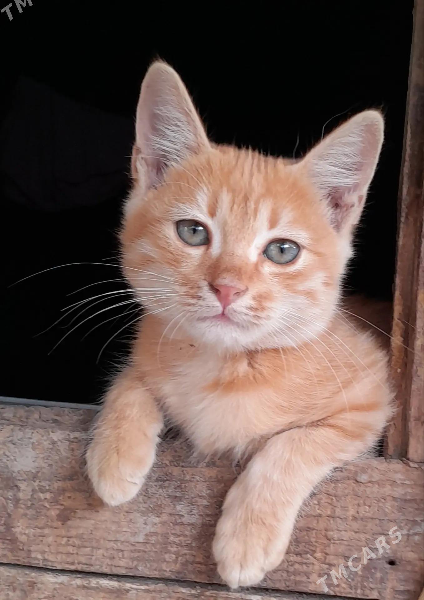 Котята - Mary - img 3