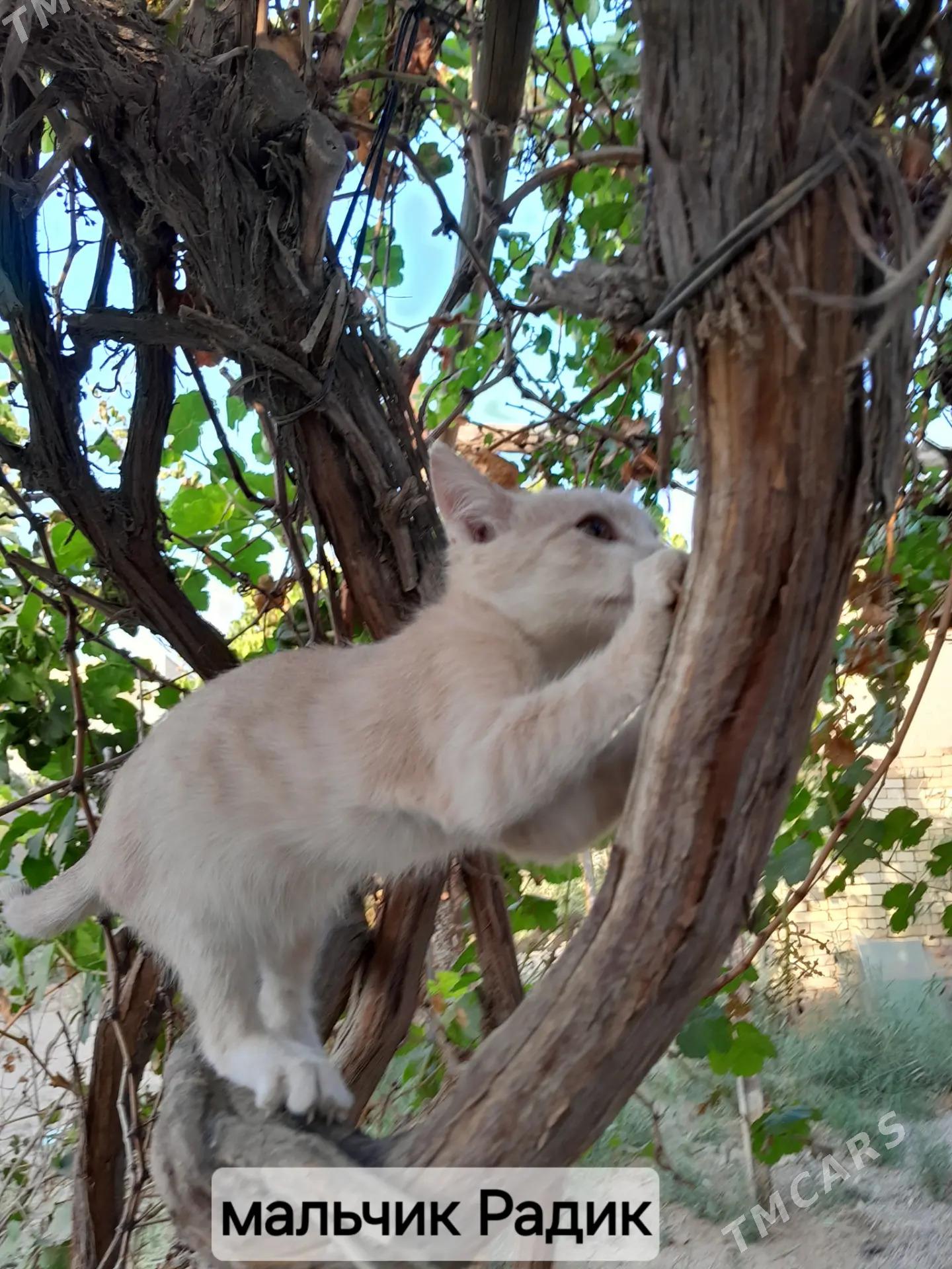 Котята - Mary - img 2