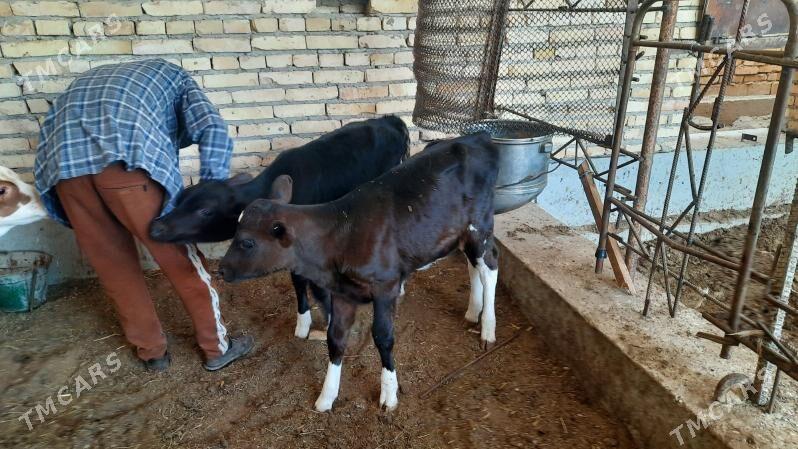 Ayşir inek - Чарджоу - img 1