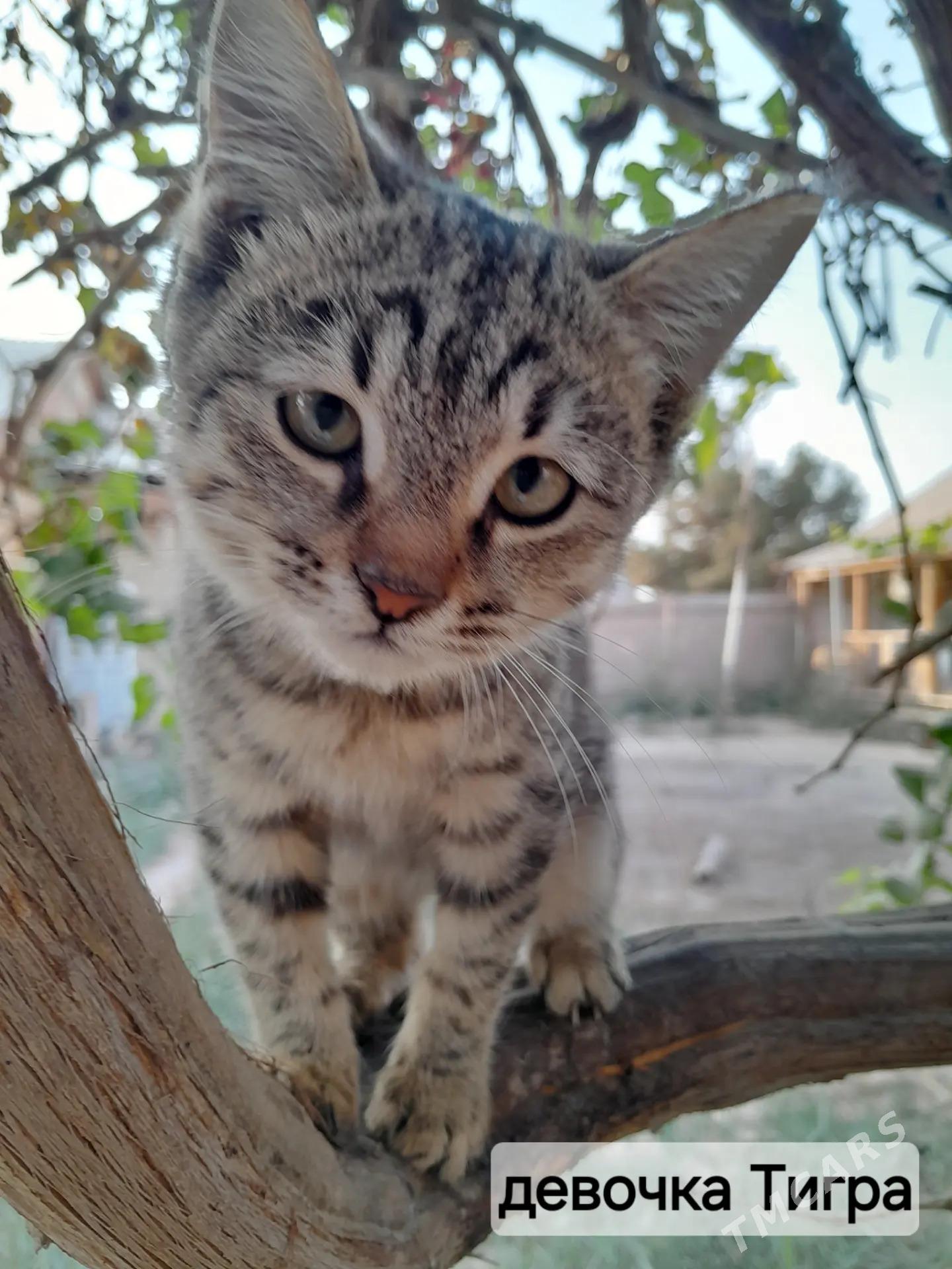 Котята - Mary - img 6