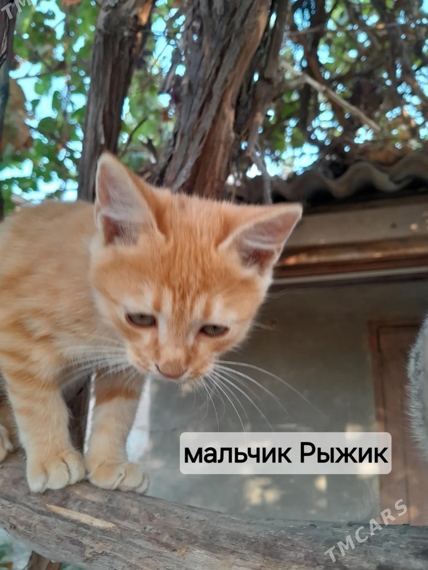 Котята - Mary - img 5