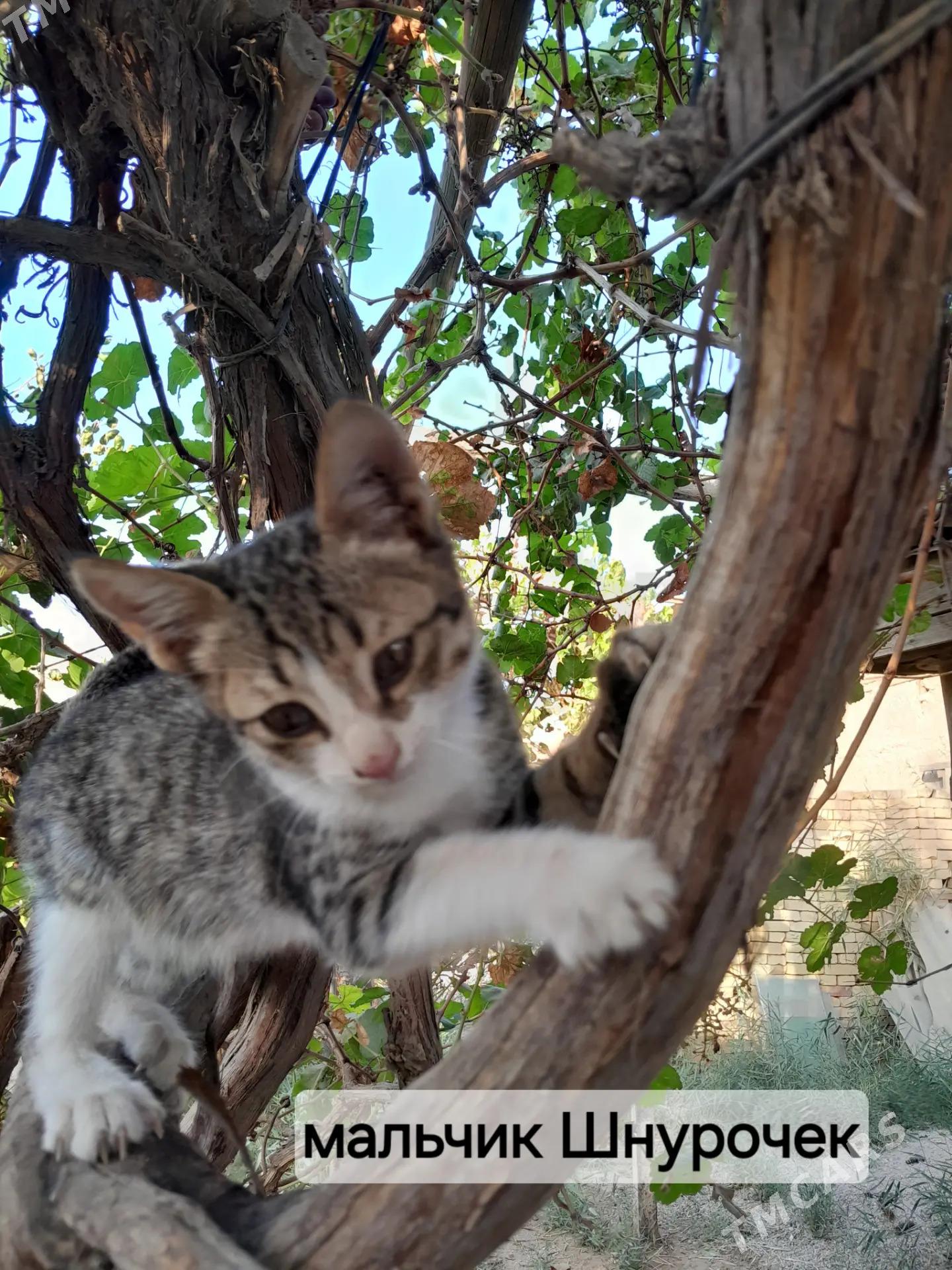 Котята - Mary - img 8