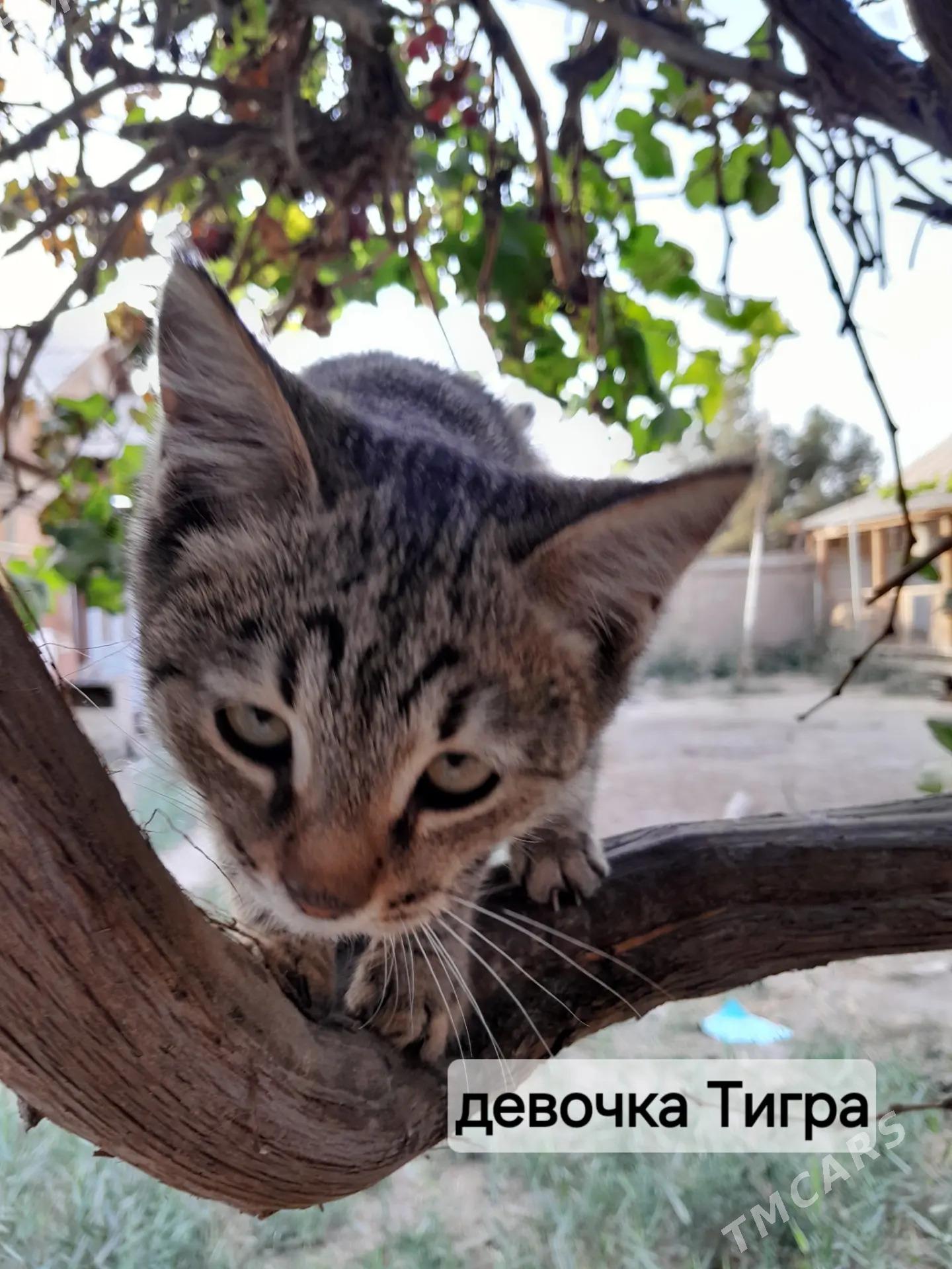 Котята - Mary - img 7