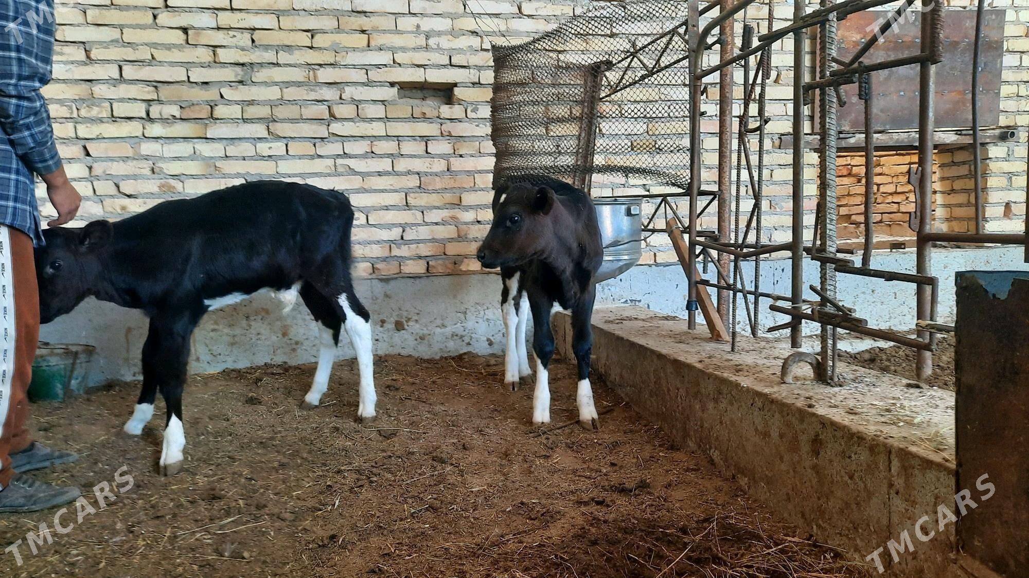 Ayşir inek - Чарджоу - img 2