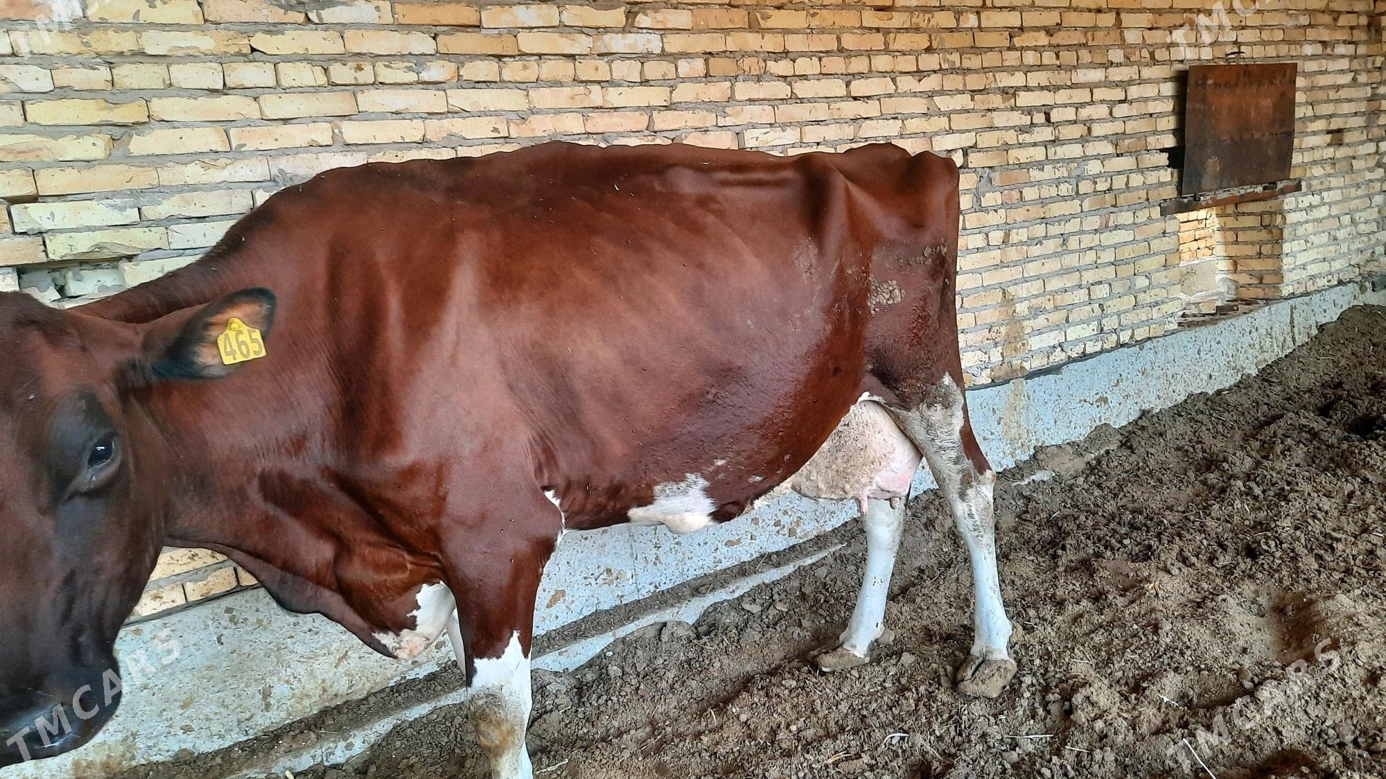 Ayşir inek - Чарджоу - img 3