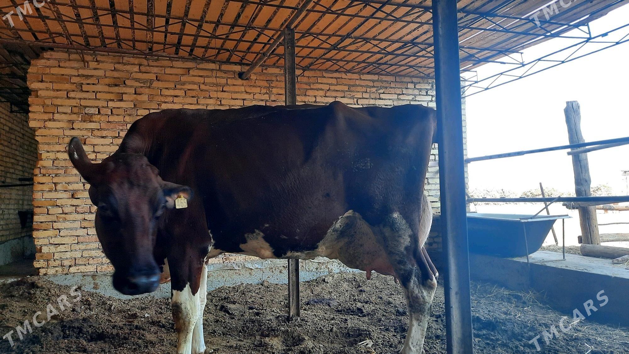 Ayşir inek - Чарджоу - img 4