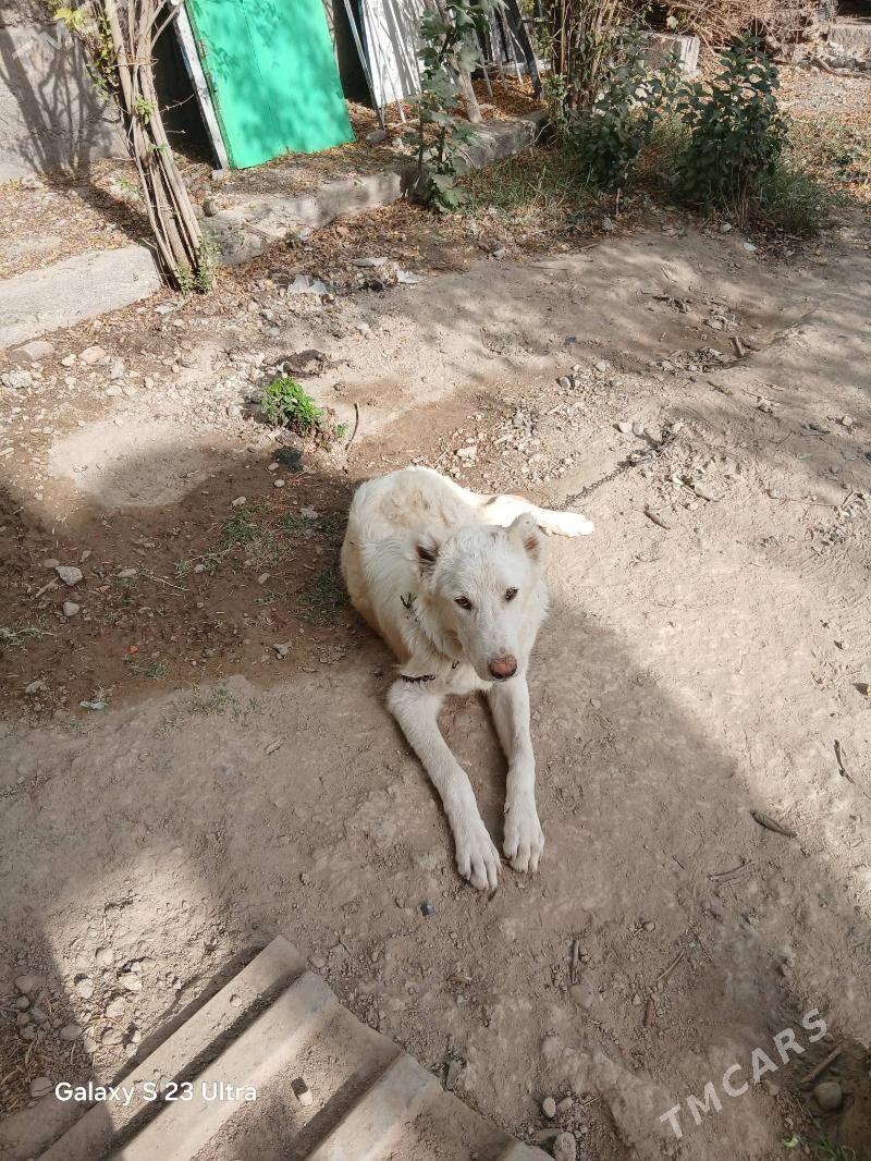 akgus - Büzmeýin - img 2