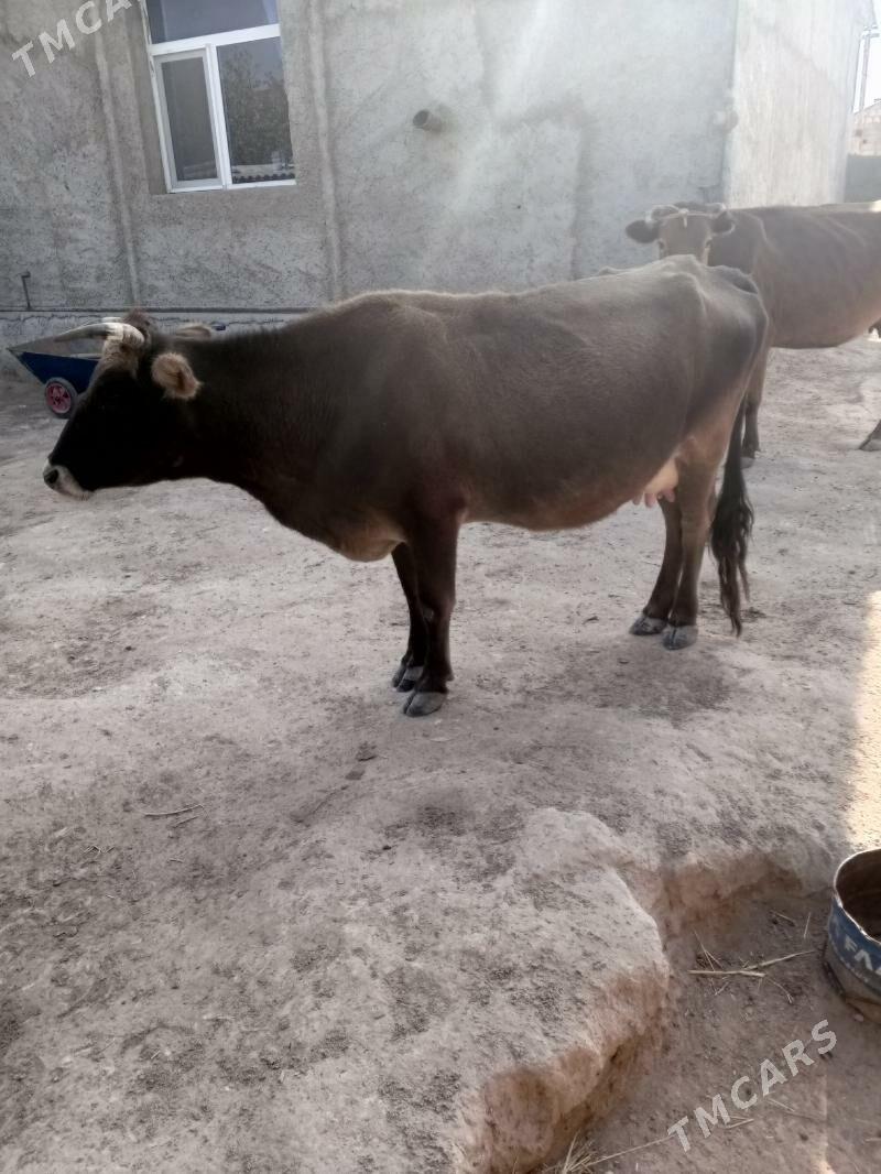 gollely sygyr - Туркменбаши - img 1