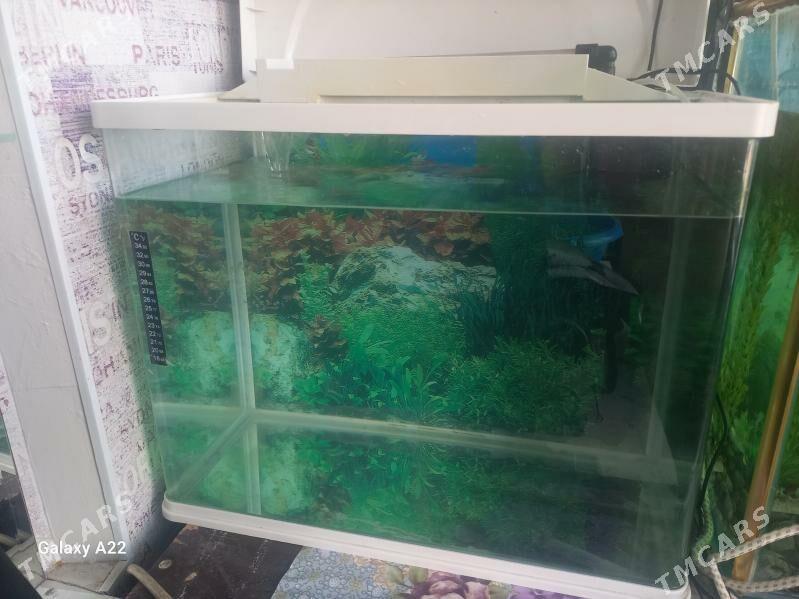 аквариум - Ашхабад - img 2