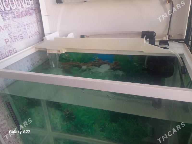 аквариум - Ашхабад - img 3