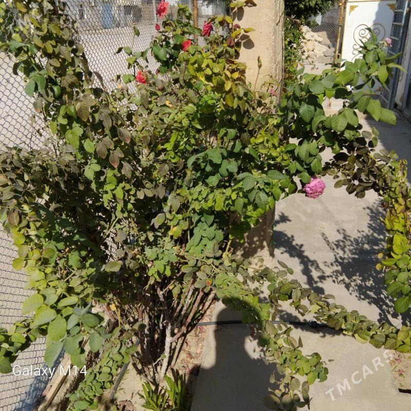 gül - Balkanabat - img 1