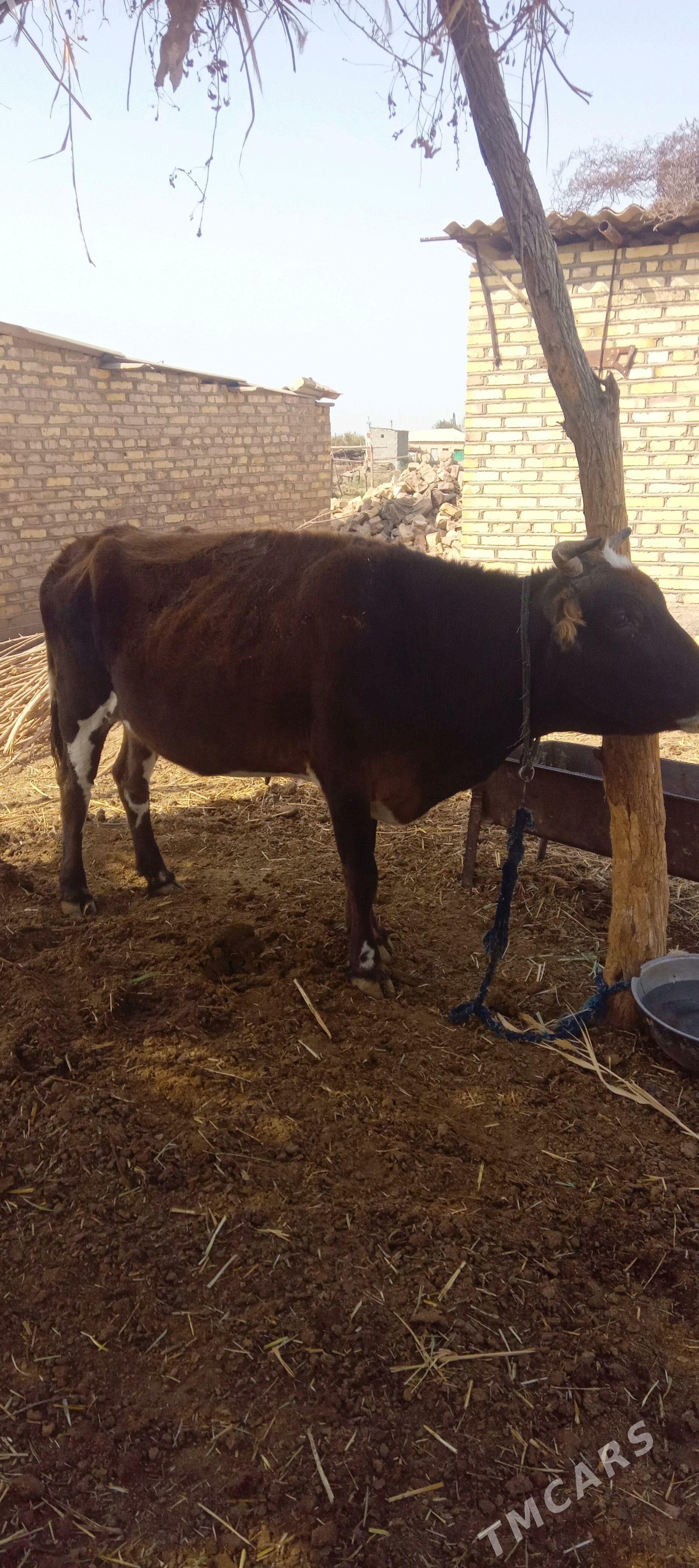 Sygyr - Бабадайхан - img 1