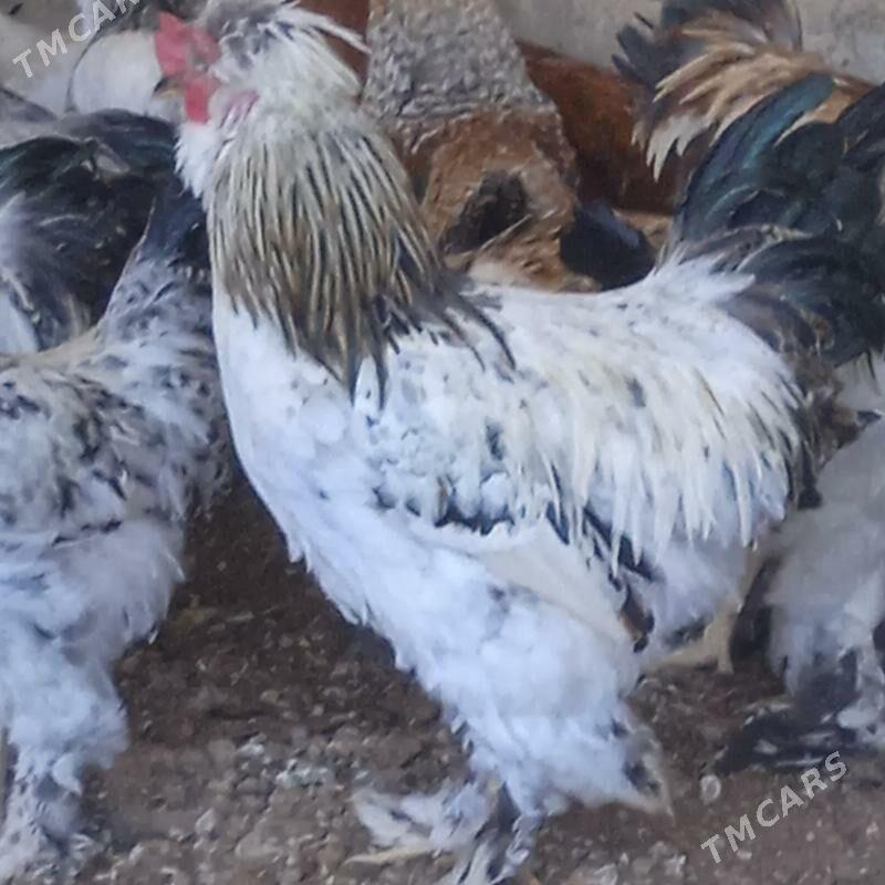 Towuk - Кака - img 1