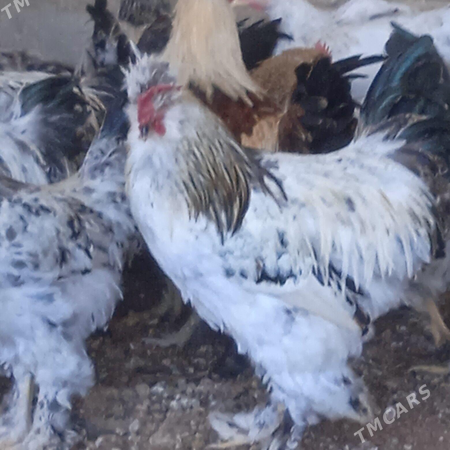 Towuk - Кака - img 6