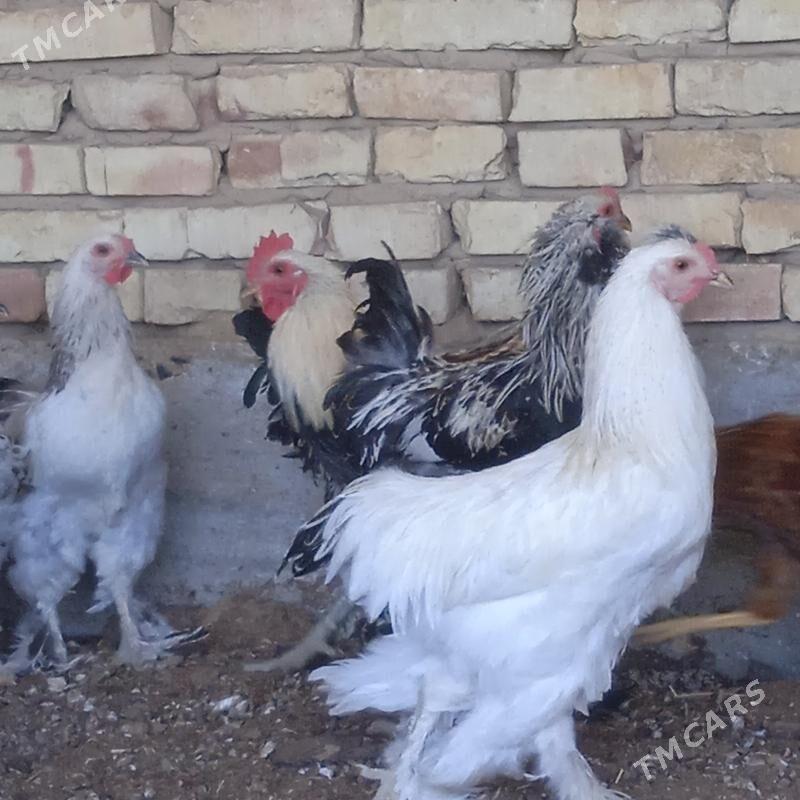 Towuk - Кака - img 3