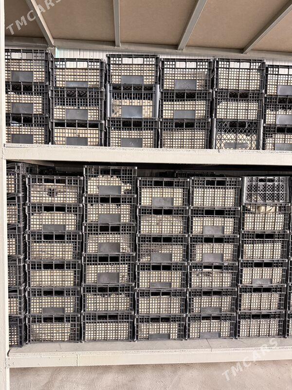 Kişmiş Kişde Kak - Aşgabat - img 5