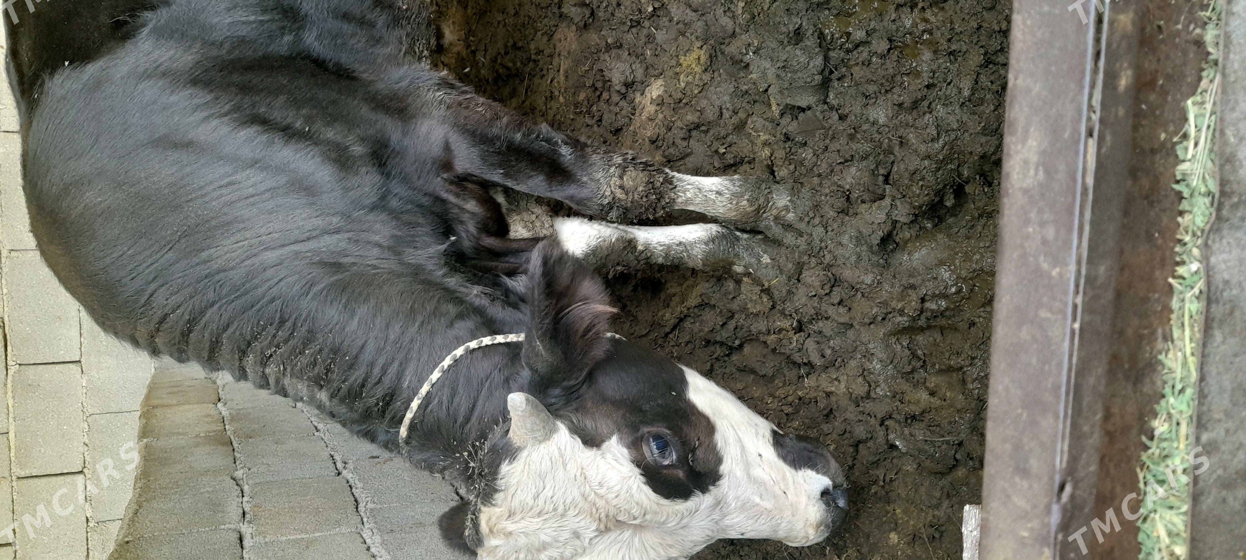 okuz - Aşgabat - img 4