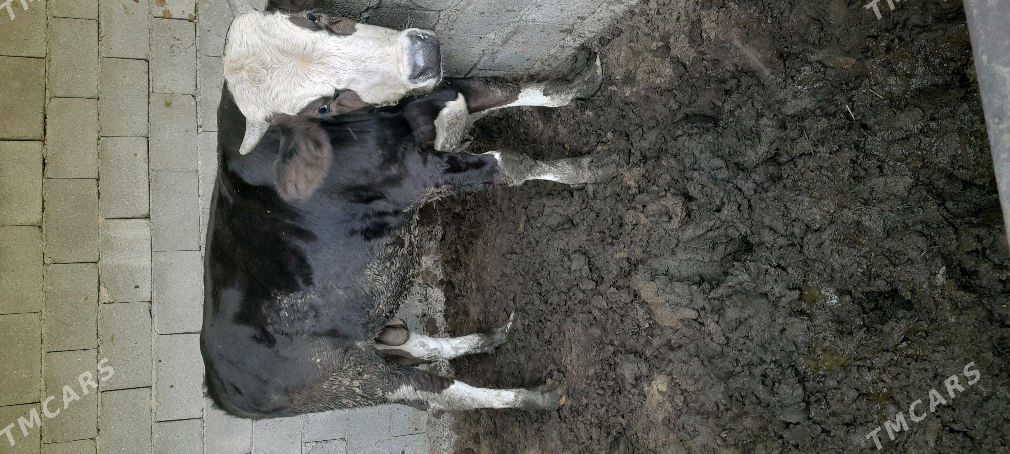 okuz - Aşgabat - img 5