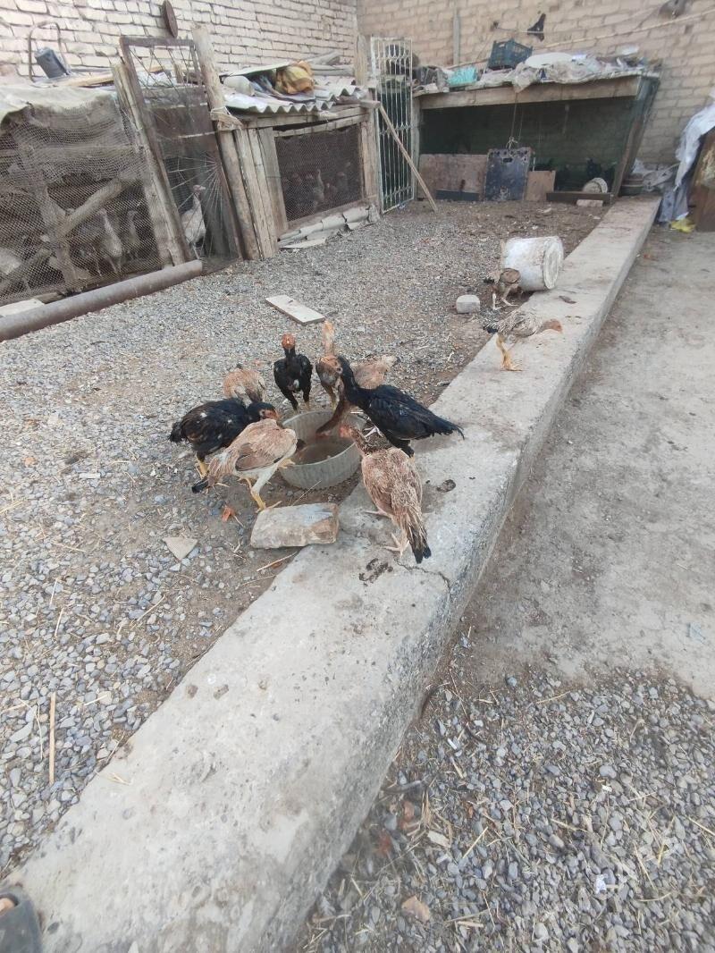 baysov juje - Çärjew - img 4