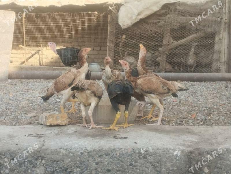 baysov juje - Çärjew - img 2