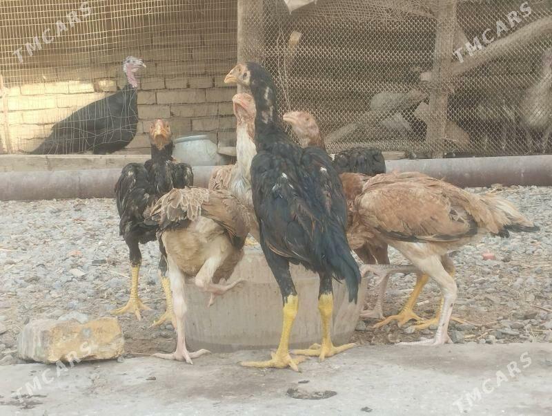 baysov juje - Çärjew - img 3